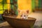 Portrait of a cute ginger kitten sitting in a rusty bowl, summer yard