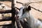 Portrait of cute goat in a farm. Licking happy Goat near wooden fence.