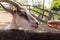 Portrait of cute goat. Goat eats blade of grass in farm.