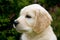 Portrait of cute Golden Retriever puppy