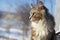 Portrait of a cute gray fluffy longhair tabby cat