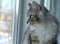Portrait of a cute gray fluffy longhair tabby cat