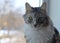 Portrait of a cute gray fluffy longhair tabby cat