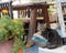 Portrait of cute gray white cat lying on stone under table in outdoor mediterranean restaurant and looking into the camera