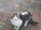 Portrait of cute gray white fluffy cat looking into the camera