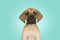 Portrait of a cute great dane puppy on a blue background with a light on the background