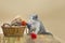Portrait of cute grey pretty kitten. Funny kitten and knitting