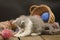 Portrait of cute grey pretty kitten. Funny kitten and knitting in wicker basket