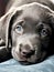 Portrait of cute grey puppy with blue eyes lying on sitting, created using generative ai technology