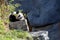 A portrait of a cute grown up black and white panda bear lying on a rock on a hill in a park. The animal is resting or trying to