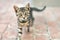 Portrait of cute happy adorable funny small tabby kitten walking outdoors at city street. Beautiful young little cat playing at