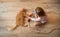 Portrait of cute happy caucasian kid girl and red kitten. Little positive kid sitting and playing on the floor with