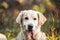 Portrait of cute and happy dog breed golden retriever lying on the grass in the autumn forest