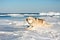 Portrait of cute and happy Siberian husky dog on ice floe on the frozen Okhotsk sea background
