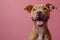 portrait of a cute happy smiling brown Pitbull on a pink background