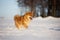 Portrait of cute and happyy shiba inu puppy running on the snow in the winter field. Lovely japanese red shiba inu dog