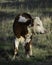 Portrait of cute Hereford calf