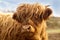 Portrait of a cute highland cattle.