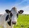 Portrait of a cute Holstein cow in Friesland