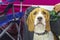Portrait cute hound dog, attentive hunting doggy. Golden portrait hound on multicolored background. Hound portrait. Pedigree dog