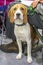 Portrait cute hound dog, attentive hunting doggy. Golden portrait hound. Pedigree dog