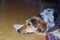 Portrait of  cute hunting dog lying on a floor while waiting master would back home