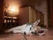 Portrait of a cute husky dog with blue color eyes on brown tile floor in a kitchen Selective focus. Warm glow in the background.