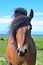 Portrait of a cute Icelandic horse. Bay.