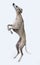 Portrait of a cute jumping whippet