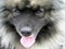 Portrait of a Cute Keeshond Dog