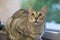 Portrait of a cute kitten silver bengal cat.