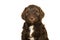 Portrait of a cute labradoodle puppy on a white background