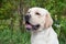 Portrait of cute labrador retriever. Close up. Pet animals.