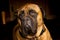 Portrait of a cute large bullmastiff with deep brown eyes