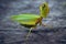 Portrait cute large green praying mantis attacking stance on a dark background