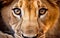 The Portrait of a cute Lioness, close up - AI generated