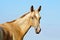 Portrait of cute little akhal-teke foal