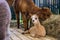 Portrait of cute little alpaca at agricultural animal exhibition