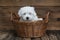 Portrait: Cute little baby dog - original Coton de Tulear.