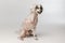 Portrait of cute little Chinese Crested Dog isolated on white studio background. Concept of beauty, domestic animal