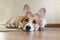 portrait of cute little Corgi dog lying at home on the Mat and looking sad forward