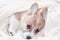 Portrait of a cute little Corgi dog puppy lying under a beige fluffy plaid and sad looks