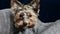 portrait of a cute little domestic dog Yorkie sitting indoors