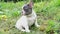 portrait of a cute little french bulldog puppy sitting in the park on the grass and looking at the camera. happy dog