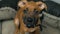 Portrait of cute little german boxer puppy, dog looking at camera