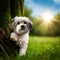 Portrait of a cute little havanese dog created by using ai technology