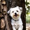 Portrait of a cute little havanese dog created by using ai technology