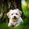 Portrait of a cute little havanese dog created by using ai technology