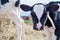 Portrait of cute little holshtain calve standing near hay. nursery on a farm