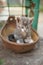 Portrait of a cute little kitty outdoors. Domestic lovely cat. Charming playfull baby animal. Cat play in a rusty bowl